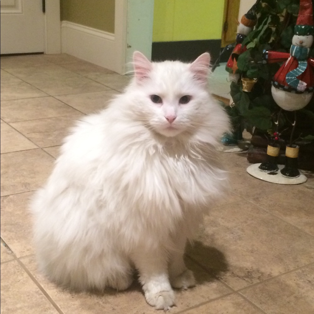 Meet your Posher, Saradee